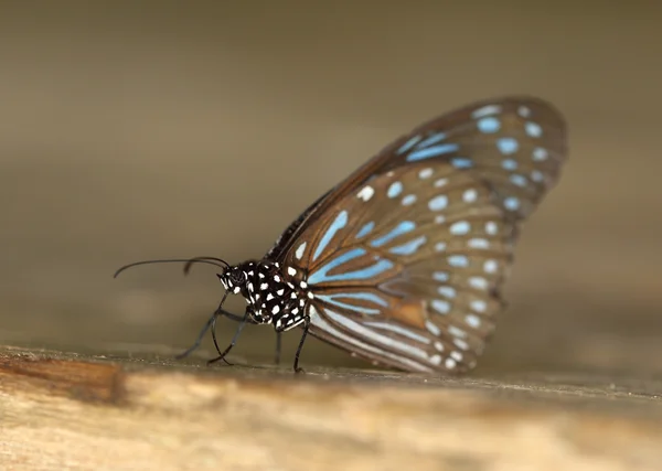 Dark Blue Tiger (Tirumala septentrionis) — Stock Photo, Image