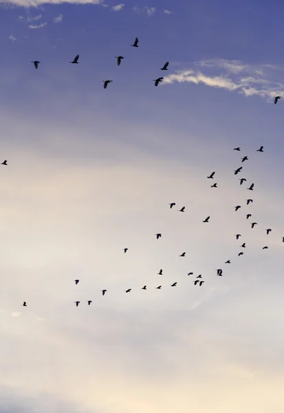 Silhuetter av flygande fåglar med solnedgång himmel och moln — Stockfoto