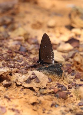 Ortak Hint karga kelebek (Euploea temel Lucus)