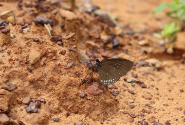 Ortak Hint karga kelebek (Euploea temel Lucus)