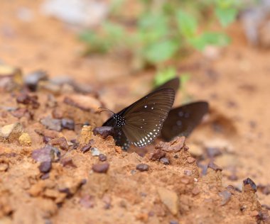 Ortak Hint karga kelebek (Euploea temel Lucus)