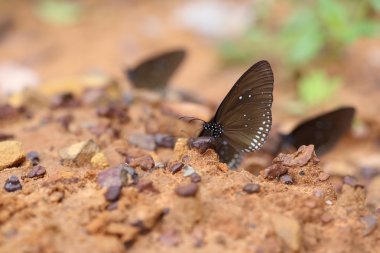 Ortak Hint karga kelebek (Euploea temel Lucus)