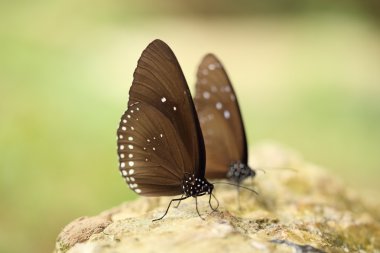 Ortak Hint karga kelebek (Euploea temel Lucus)