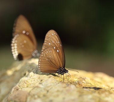 Ortak Hint karga kelebek (Euploea temel Lucus)