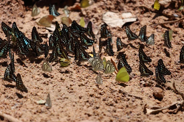 Schmetterlingsgruppe auf dem Boden — Stockfoto