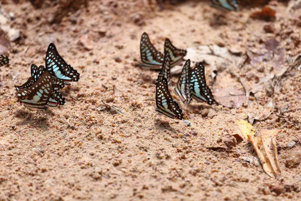 Grupo de The Common Jay borboleta — Fotografia de Stock