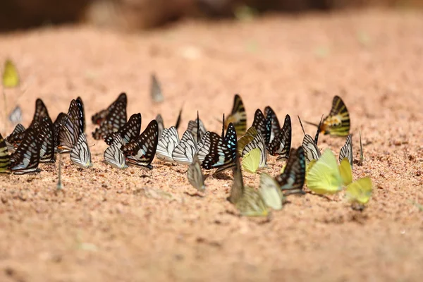 Group of  butterfly on the ground — Stock Photo, Image