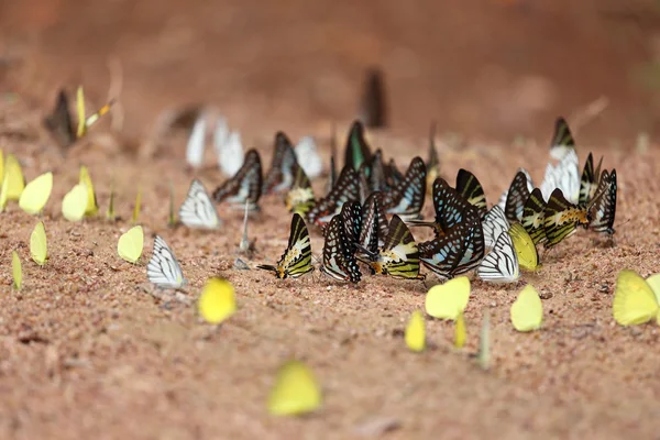 Group of  butterfly on the ground — Stock Photo, Image