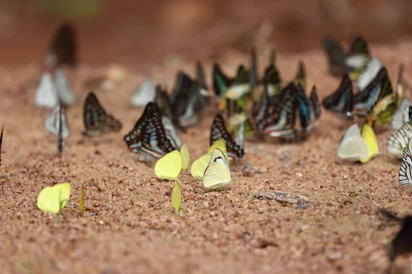 Grupp av fjäril på marken — Stockfoto