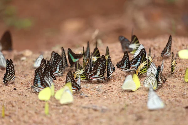 Groep van vlinder op de grond — Stockfoto