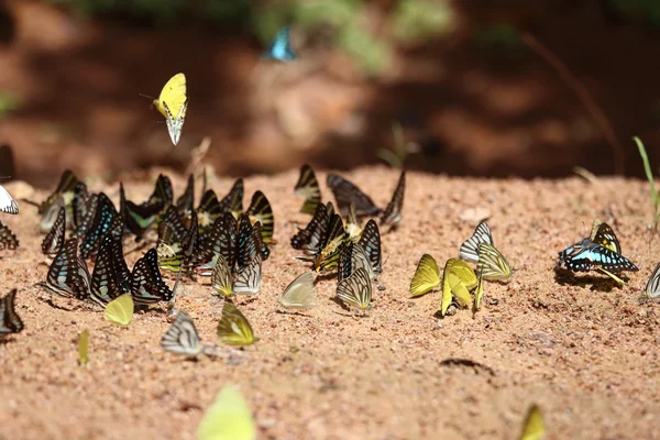 Grupo de mariposas en el suelo — Foto de Stock