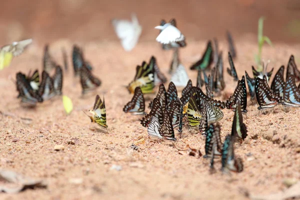 Gruppo di farfalle a terra — Foto Stock