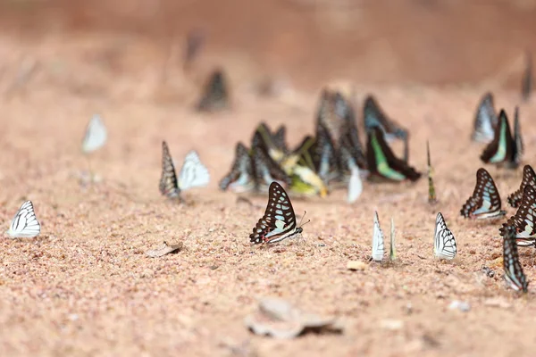Grupo de borboleta no chão — Fotografia de Stock
