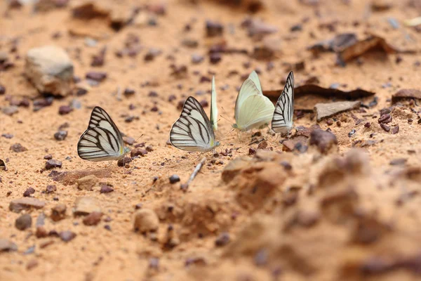 Полосатая бабочка-альбатрос — стоковое фото