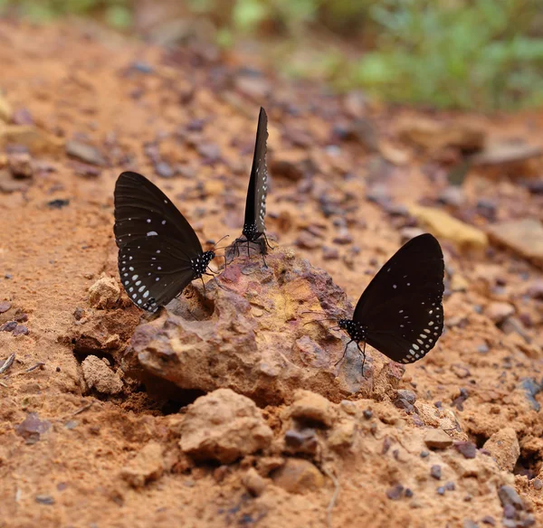 Gemeenschappelijke Indische Crow vlinder (Euploea core Lucus) — Stockfoto