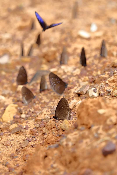 Mariposa común del cuervo indio (Euploea core Lucus ) — Foto de Stock