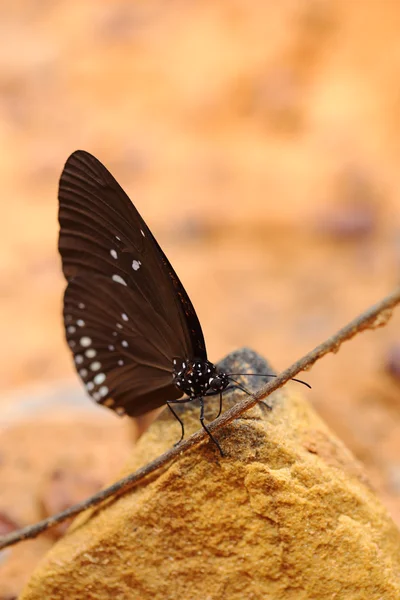 Gemeenschappelijke Indische Crow vlinder (Euploea core Lucus) — Stockfoto