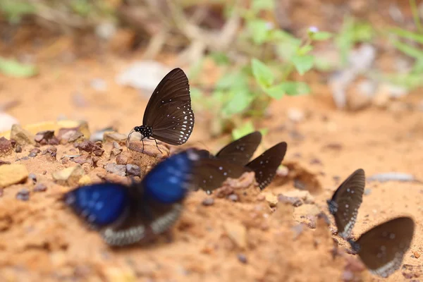 Обыкновенная индийская бабочка-ворона (ядра Евплоии Лукуса) ) — стоковое фото