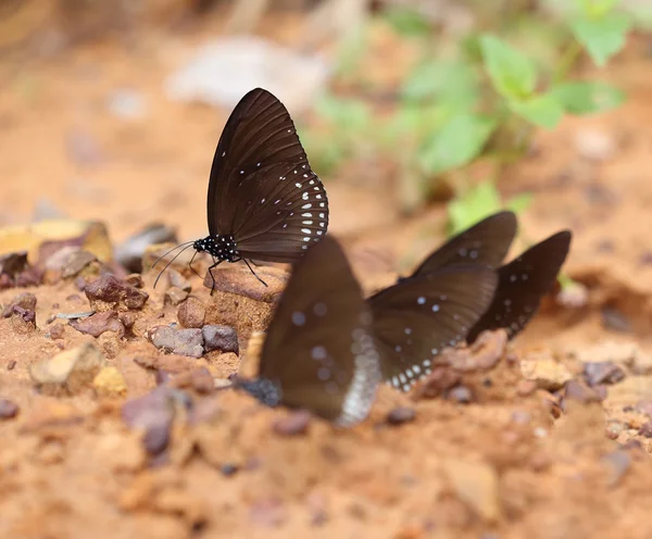 Ortak Hint karga kelebek (Euploea temel Lucus)