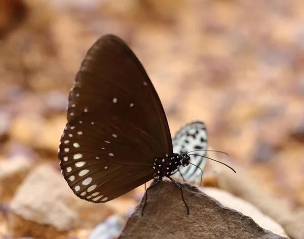 Common Indian Crow butterfly (Euploea core Lucus) — Stock Photo, Image