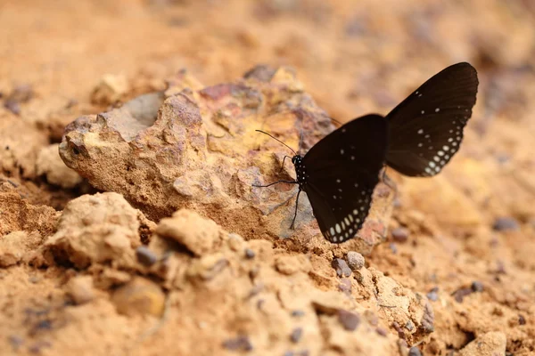 Borboleta de corvo-indiano comum (Euploea core Lucus ) — Fotografia de Stock