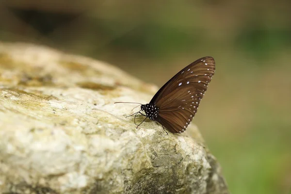 Common Indian Crow butterfly (Euploea core Lucus) — Stock Photo, Image