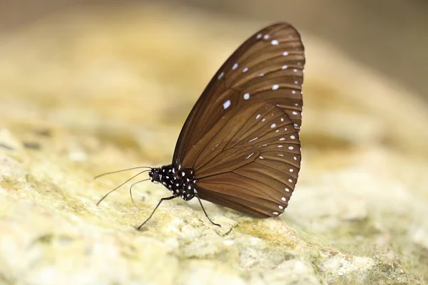 Gemensamma Indian Crow fjäril (Euploea core Lucus) — Stockfoto