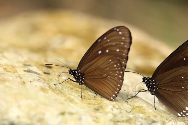 Common Indian Crow butterfly (Euploea core Lucus) — Stock Photo, Image