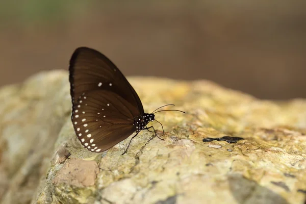 Gemeenschappelijke Indische Crow vlinder (Euploea core Lucus) — Stockfoto