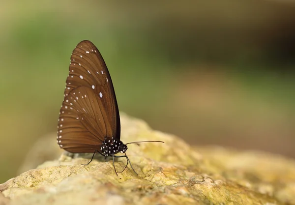 Κοινή Κόρακας ινδική πεταλούδα (Euploea πυρήνας Lucus) — Φωτογραφία Αρχείου