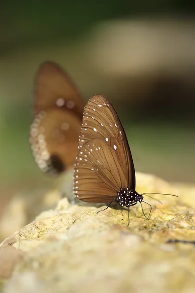 Borboleta de corvo-indiano comum (Euploea core Lucus ) — Fotografia de Stock