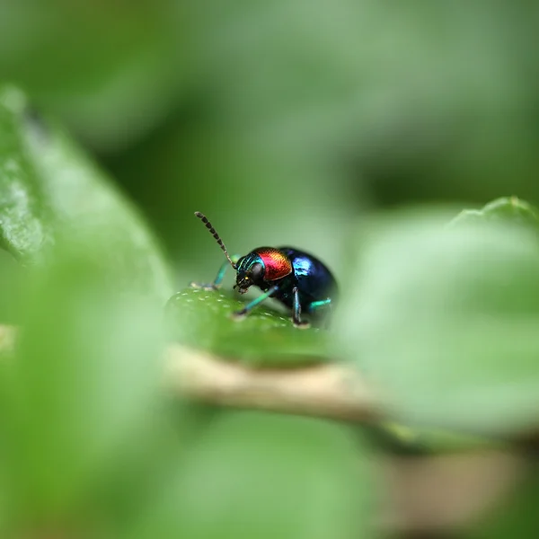 Um besouro empoleirado em uma folha de planta. Superfamília Scarabaeoidea, Fam — Fotografia de Stock