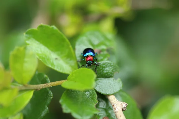 Um besouro empoleirado em uma folha de planta. Superfamília Scarabaeoidea, Fam — Fotografia de Stock