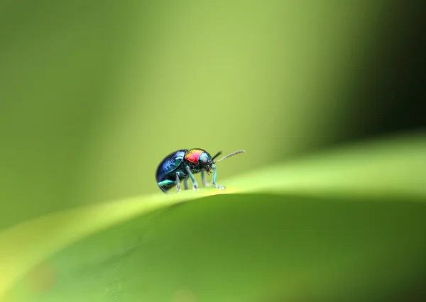 Uno scarabeo appollaiato su una foglia di pianta. Superfamiglia Scarabaeoidea, Fam — Foto Stock