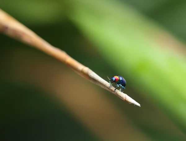 Un scarabée perché sur une feuille de plante. Superfamille Scarabaeoidea, Fam — Photo