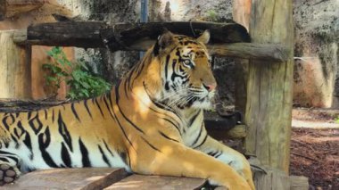 Bengal kaplanı doğada dinleniyor.