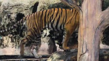 Bengal kaplanı ormanda yürüyor