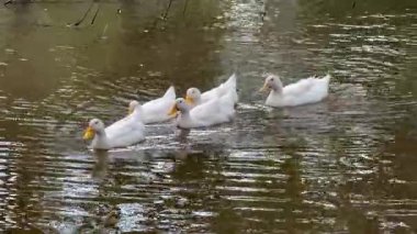 Kırsal bir gölde yüzen bir grup beyaz ördek.