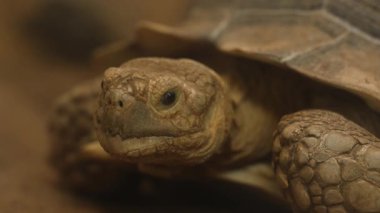 Afrika mahmuzlu kaplumbağasının başını kapat (Centrochelys sulcata)