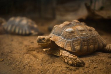 Afrika kaplumbağası (Centrochelys sulcata) dinleniyor.