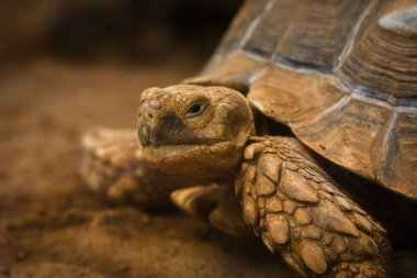 Afrika mahmuzlu kaplumbağasının başını kapat (Centrochelys sulcata)