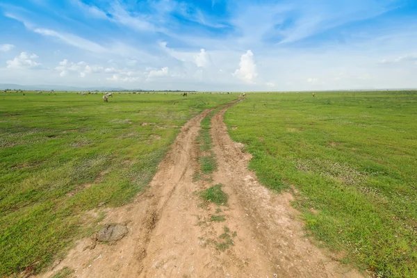 Çim alan arasındaki toprak yol — Stok fotoğraf