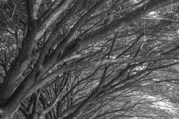 Samanea saman, árvore de chuva grande (preto e branco ) — Fotografia de Stock