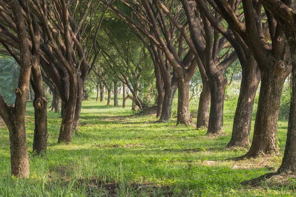 Natuurlijke manier met Samanea saman, grote regen boom — Stockfoto