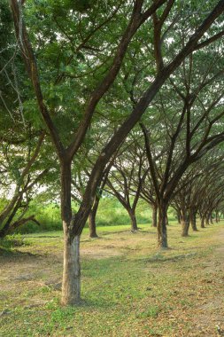 samanea saman, büyük yağmur ağaç