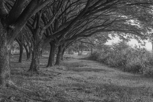 Maneira grama com Samanea saman, árvore de chuva grande (preto e branco ) — Fotografia de Stock