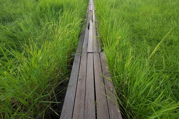 Puente de madera de 100 años entre el campo de arroz en Nakhon Ratchasi — Foto de Stock