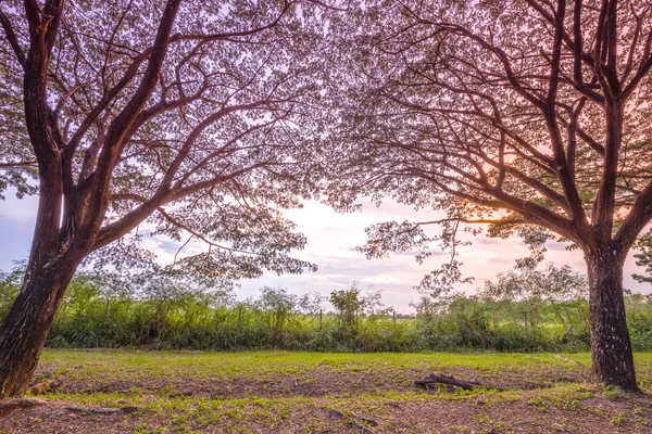 Samanea saman veya günbatımında büyük yağmur ağaç — Stok fotoğraf