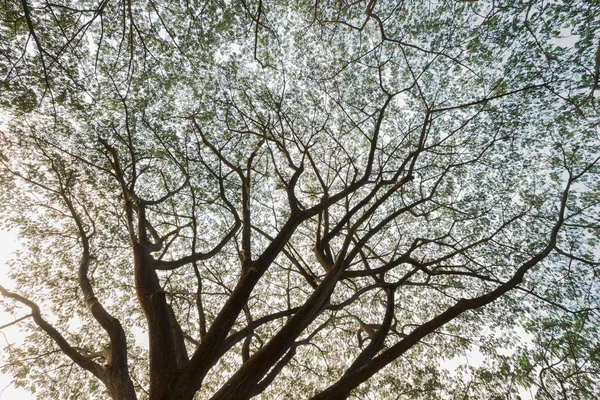 Ramo de Samanea saman, árvore de chuva grande — Fotografia de Stock