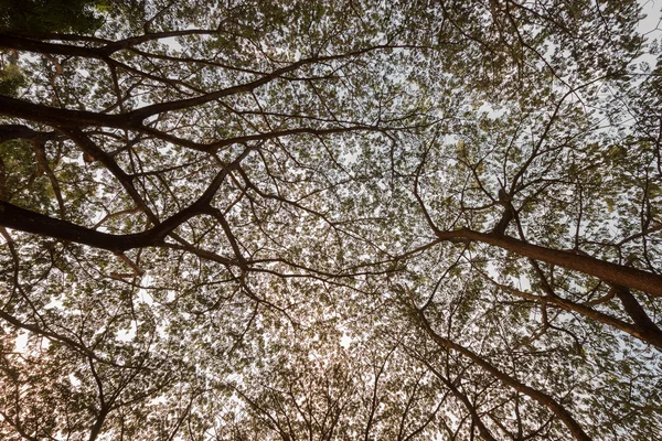 Ramo de Samanea saman, árvore de chuva grande — Fotografia de Stock